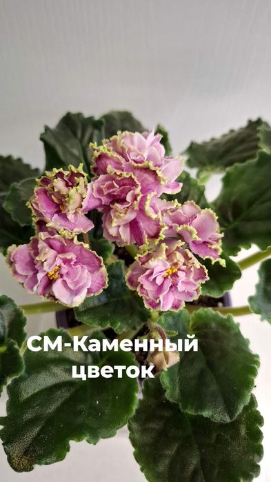 Продам сортовые, цветущие фиалки