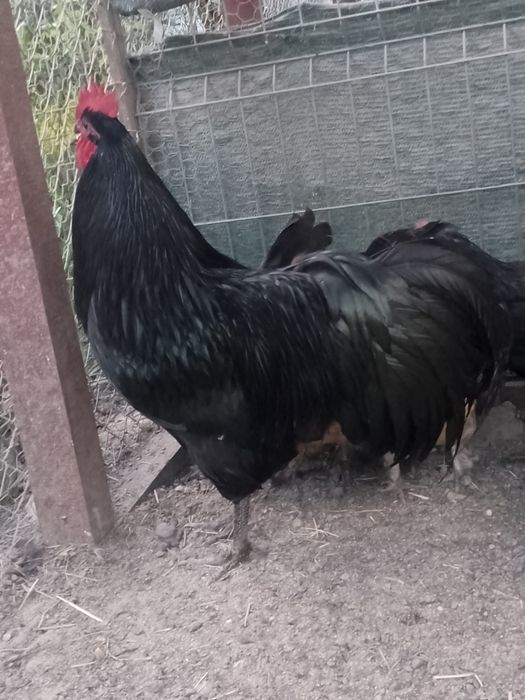 Familie australorp!!! Oferta!