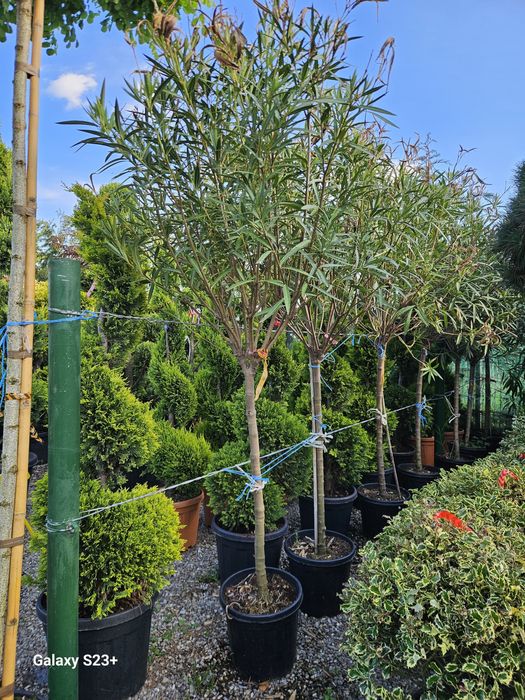 Plante ornamentale