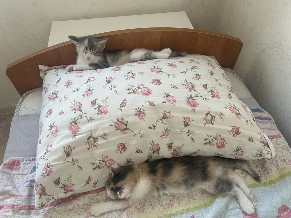 Отдам котят, только в добрые руки!!