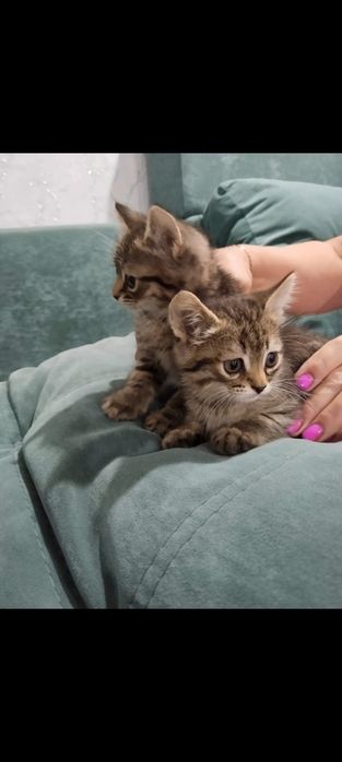Отдам котят в добрые руки