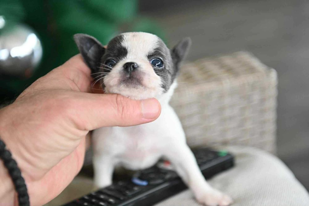 Женско мини чихуахуа бяло синьо