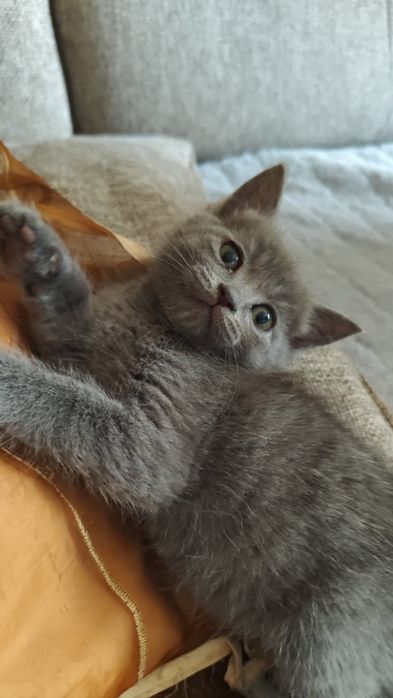 Домашние котятки