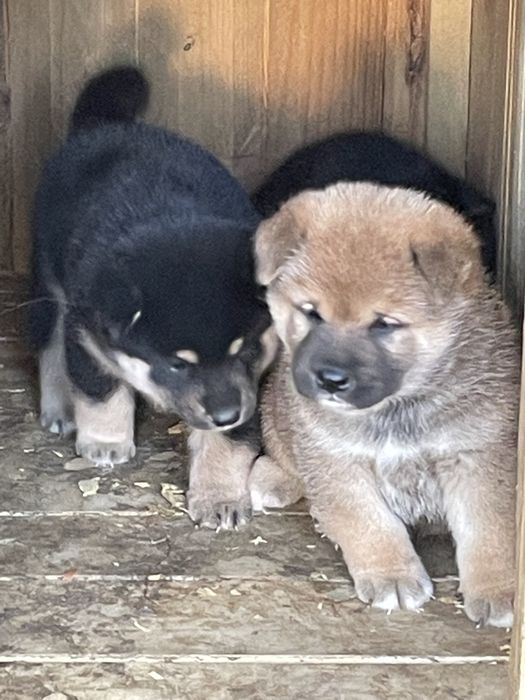 продаю щенков сибы японской