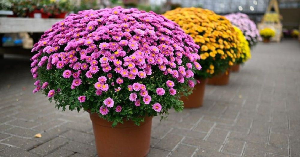 Globus xrizantema глобус хризантема