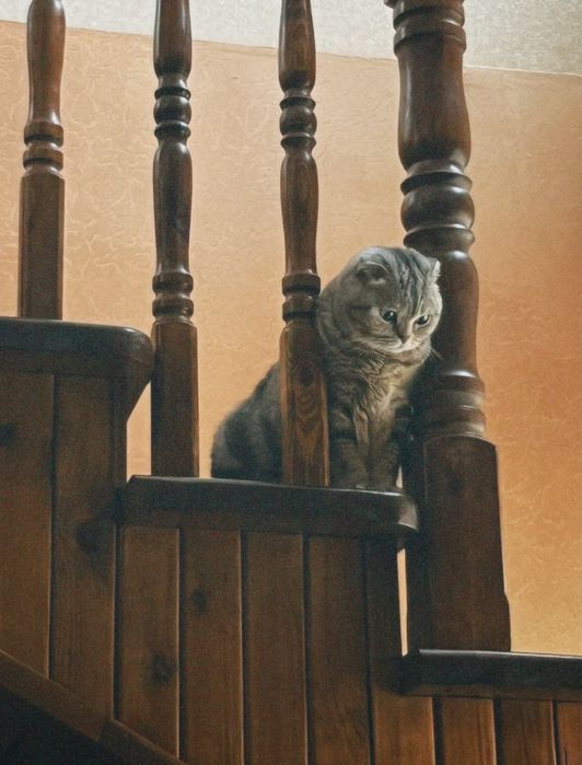 шотландская вислоухая кошка