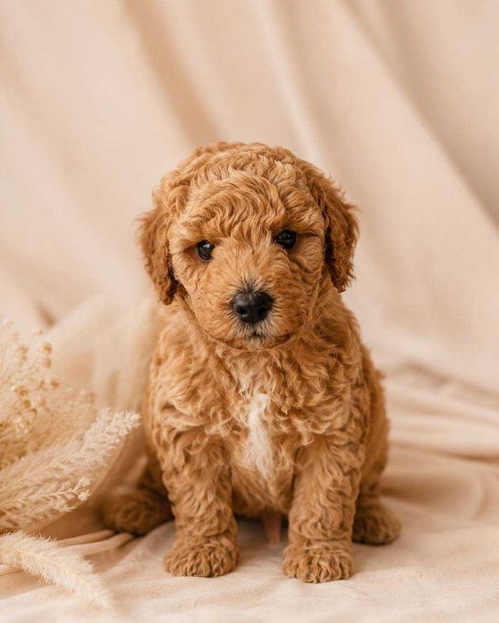 Той Пудел Poodle Toi