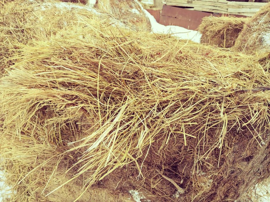 Сено руллон в хорошем качестве