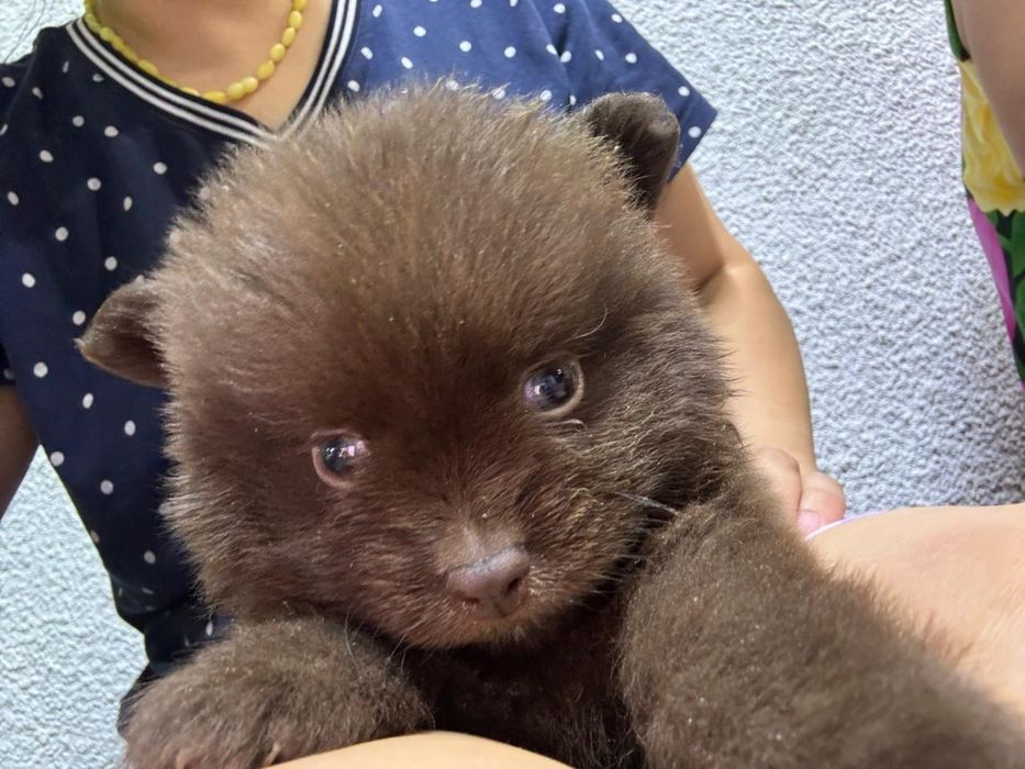 Продам щенков в хорошие руки