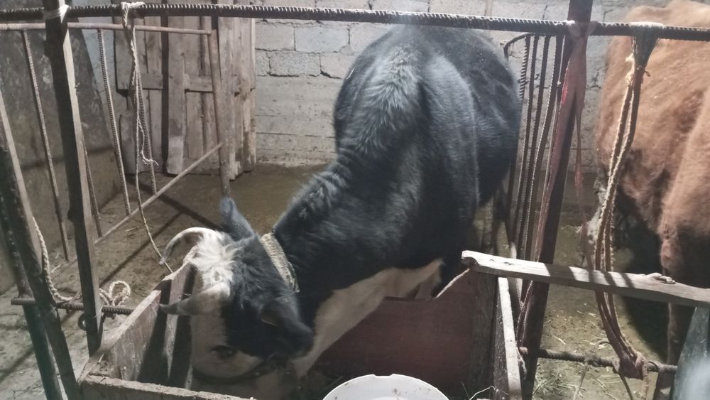 Сиыр сатылады бағасы 400000