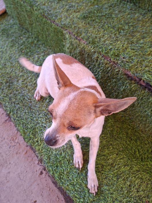 Отдам в добрые руки