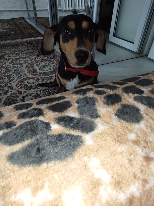 Щеночки пинчера.!