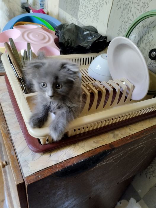 Радость(котятки) для серьезных людей