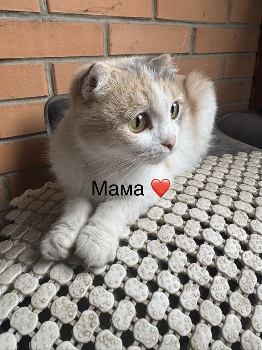 Продам котят в хорошое руки