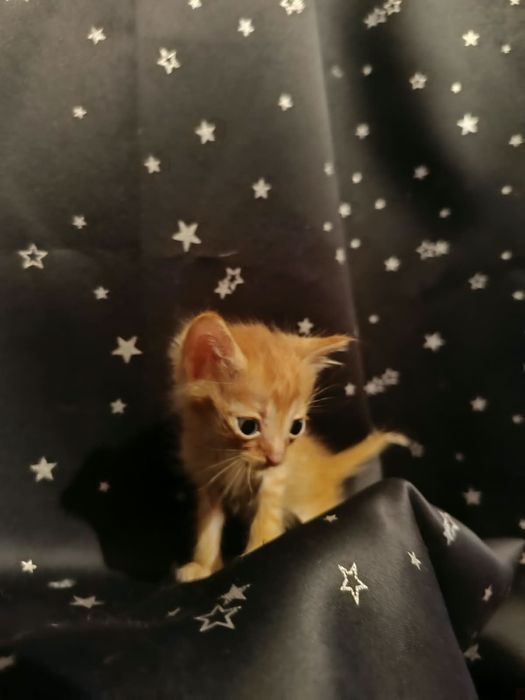 Отдам котят в хорошие руки