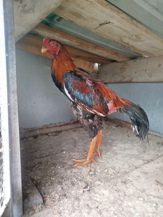 Дакан хам Жужа продам