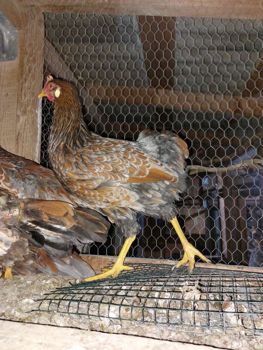 Gaini de rasa tineret și adulte