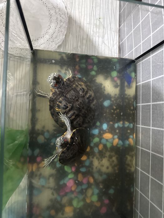 Отдам бесплатно черепах