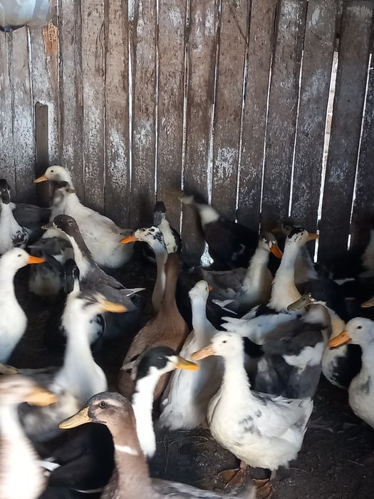 Rațe de vânzare 15 bucăți, 70 lei bucata