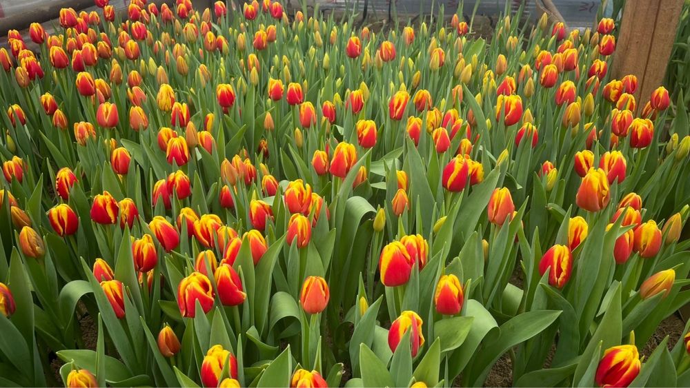 Тюльпаны оптом свежие