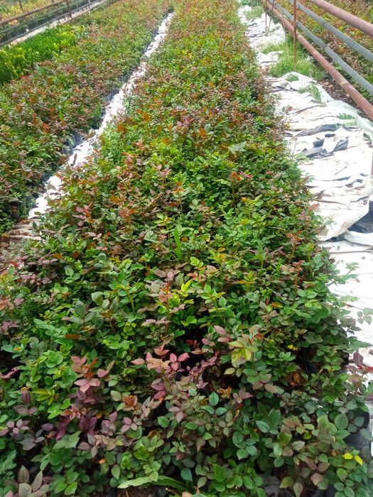 Атиргул чиринка кучатлари сотилади