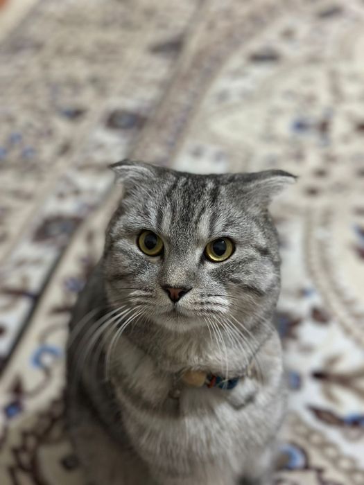 Шотландский вислоухий кот