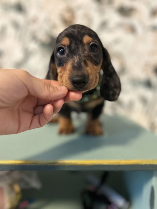 Mascul teckel din parinti cu Pedigree FCI