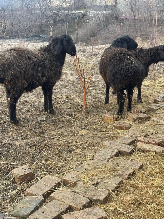 Қошқар сатылады 145мыңнан