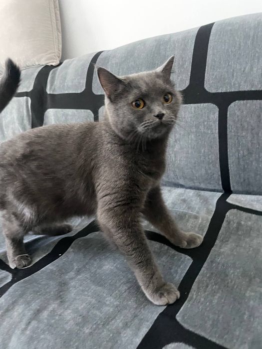 Шатланская кошка мальчик