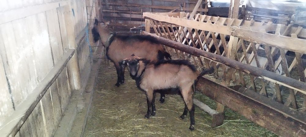 Țapi Alpina franceza