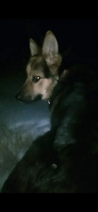 Ищем немецкую овчарку для вязки