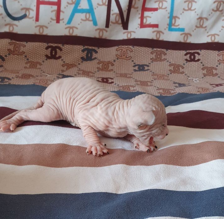 Кошечка донского сфинкса окрас редкий