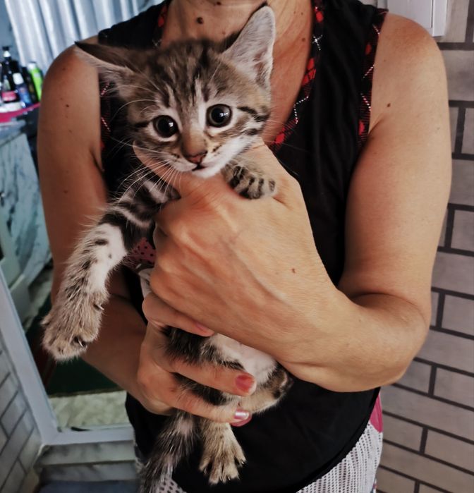 Отдаем котят в добрые руки