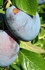 Pomi fructiferi pitici [Dwarf]soiuri de prun