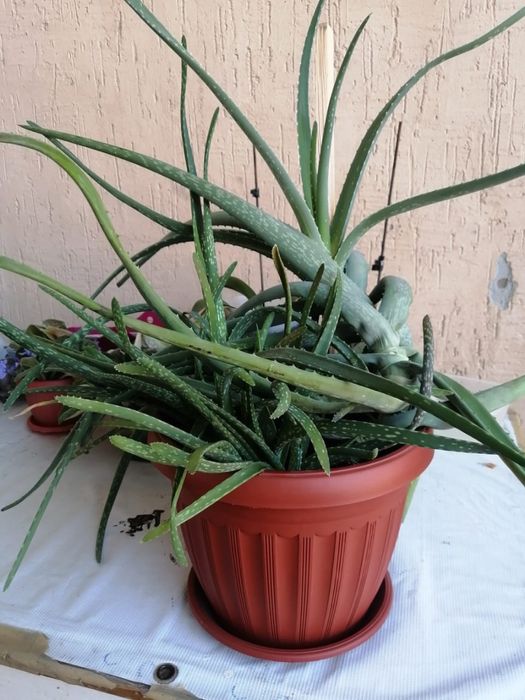 Продаются комнатные цветы