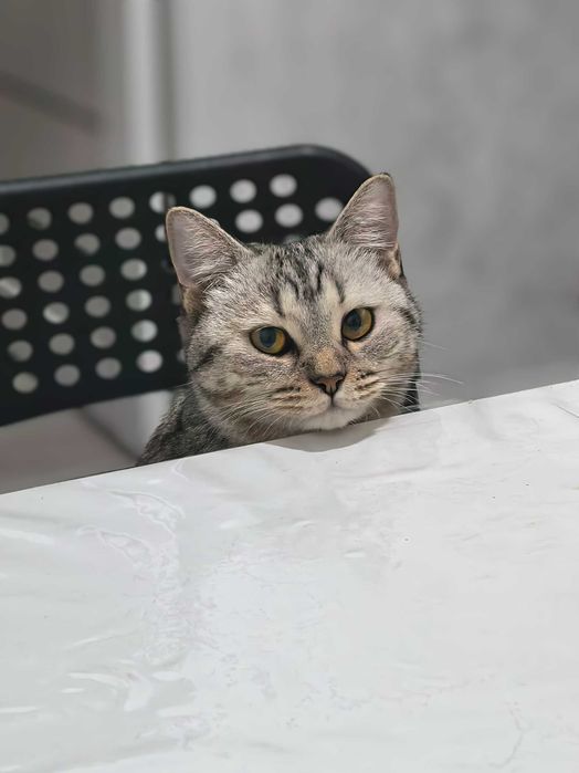 Отдам милую кошечку в добрые руки