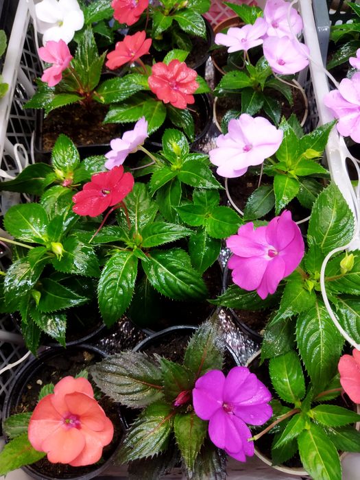 Цветы на подарок в горшках