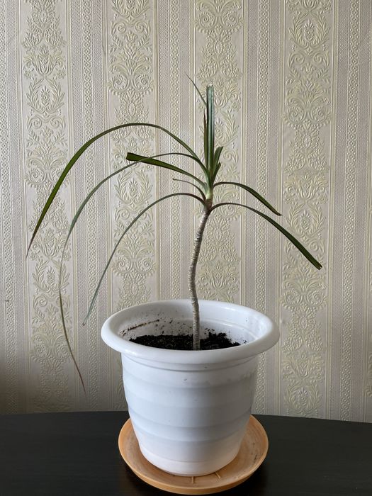 Продам цветок драцена.