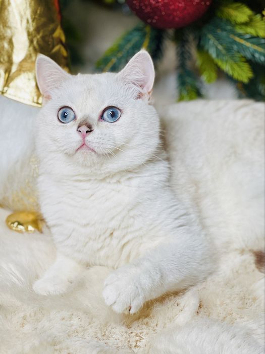 Шикарная британка