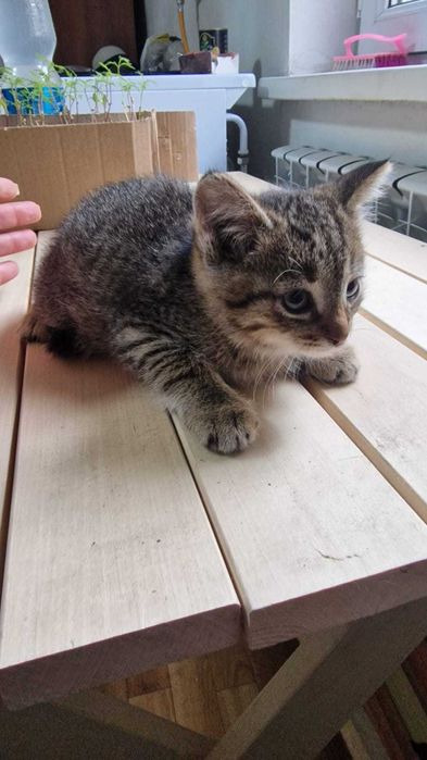 Отдам котят в добрые руки