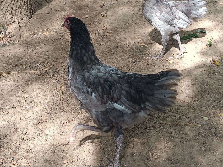 Cocoși rasa australorp