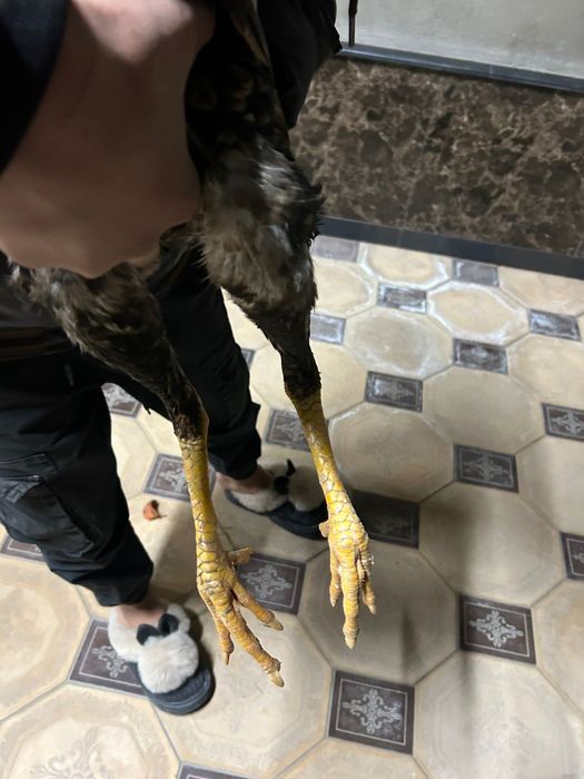 Дакан шоже сатылады 20.000