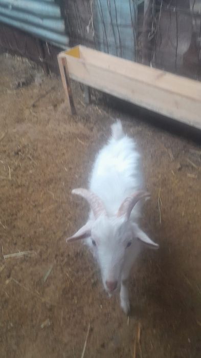 Лақ,ешкі сатылады