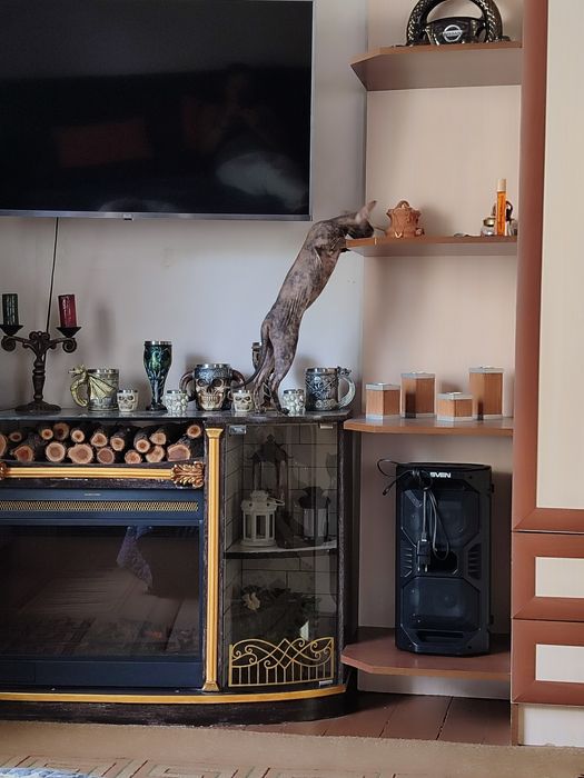 Канадский сфинк девочка