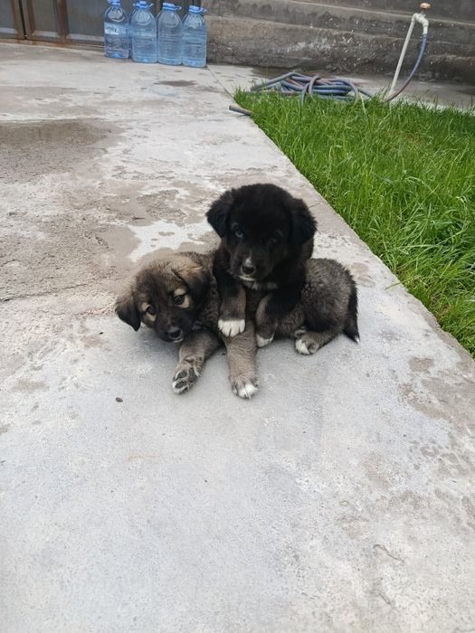 Tozza bo'ribosarlar sotiladi 2 ta  To'gdan keltirilgan 4 oylik  e