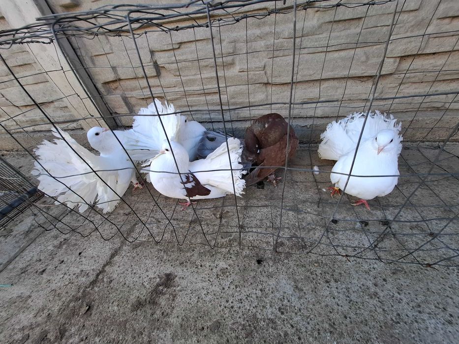 Vand porumbei voltați