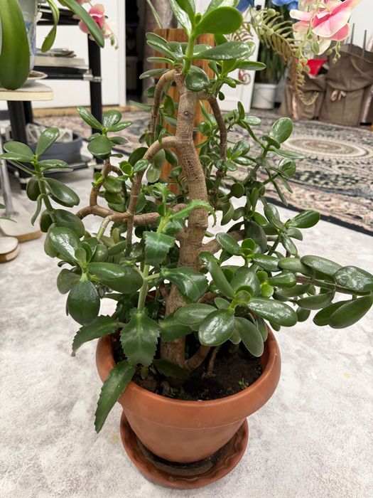 Денежное дерево красула