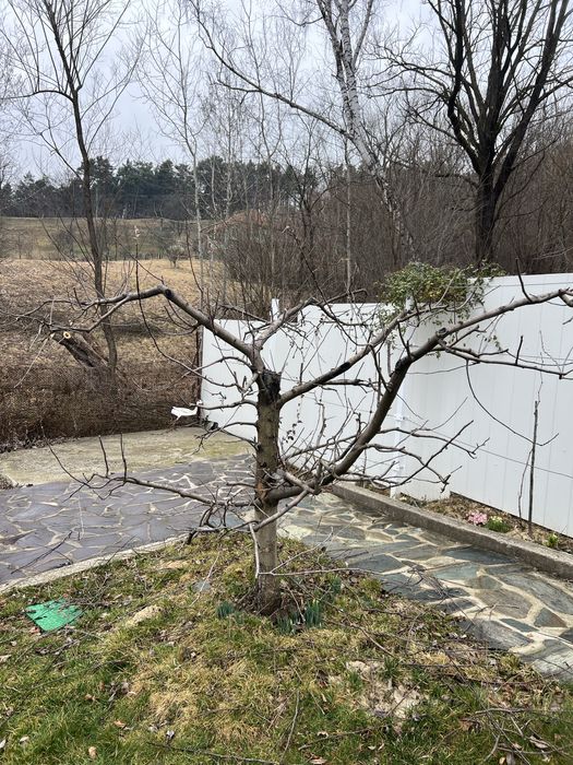 Curatare pomi fructiferi, tuya, plante ornamentale, irigatii