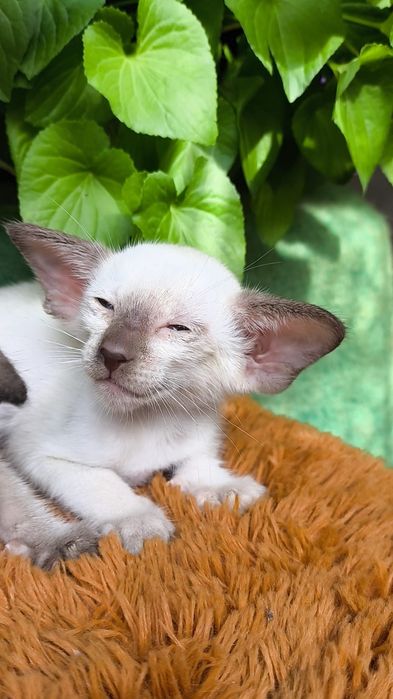 Ориентальные Котята   питомник