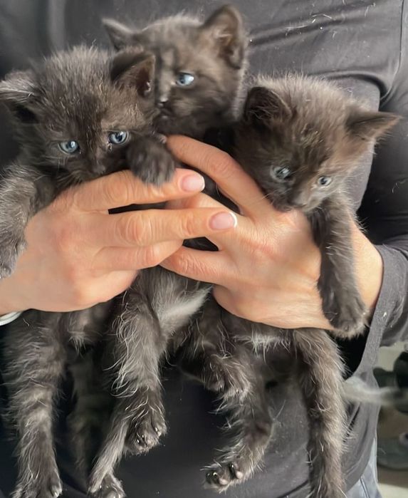 отдам в добрые руки